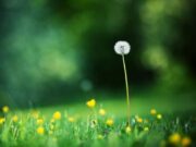 千载惊艳 绝句无双 顺祝大家新年快乐