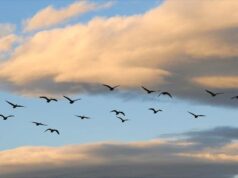 看了这个故事就知道溺爱孩子的后果了