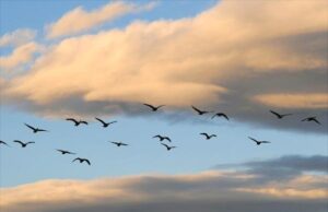 看了这个故事就知道溺爱孩子的后果了