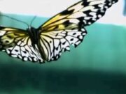 【音藥】角音疏肝丨抑郁易怒,眼干,春天应常听此乐疏理肝气