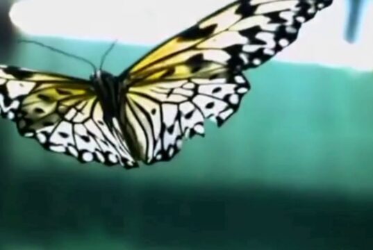 【音藥】角音疏肝丨抑郁易怒,眼干,春天应常听此乐疏理肝气